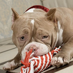 Игрушка-канат с гудком для чистки зубов