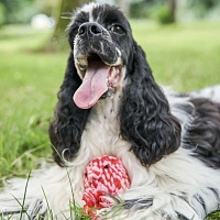 Игрушка Осьминог с функцией ухода за зубами для средних и мелких собак