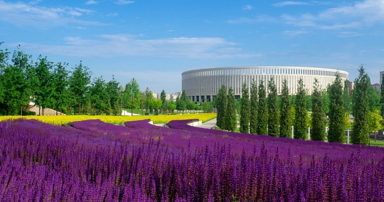 Лаванда в парке галицкого фото